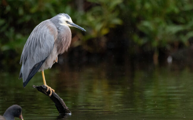 Aigrette à face blanche (Egretta novaehollandiae - White-faced Heron) 2