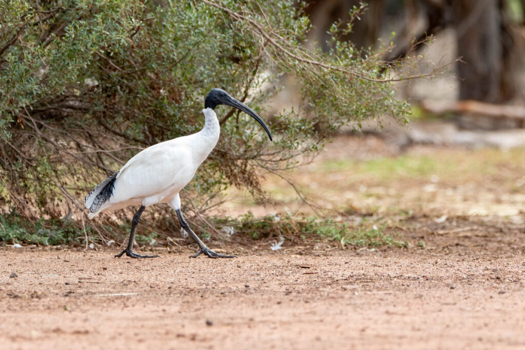 Ibis à cou noir (Threskiornis molucca - Australian White Ibis)