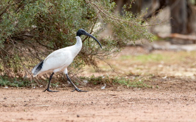 Ibis à cou noir (Threskiornis molucca - Australian White Ibis)