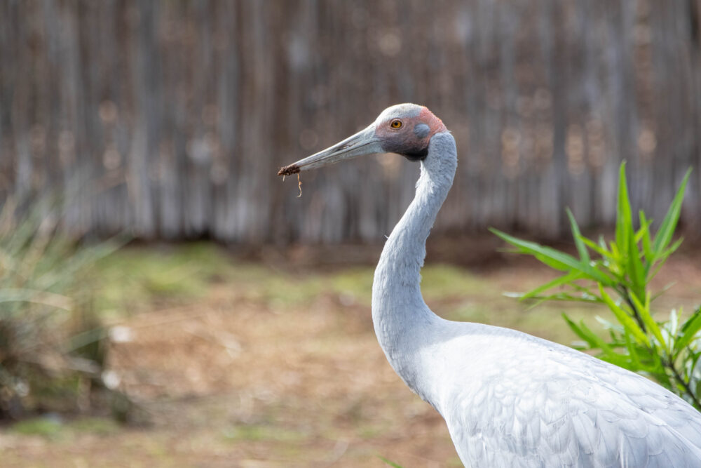 Grue brolga (Antigone rubicunda - Brolga)
