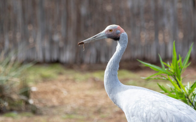 Grue brolga (Antigone rubicunda - Brolga)