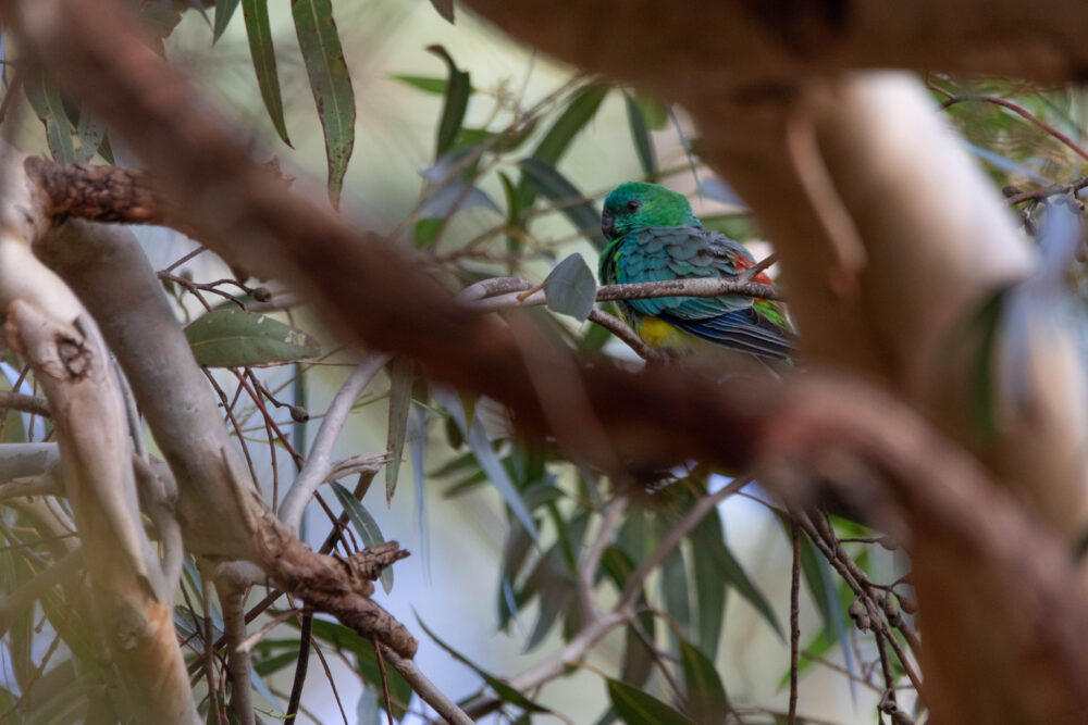 Perruche à croupion rouge (Psephotus haematonotus - Red-rumped Parrot) 2