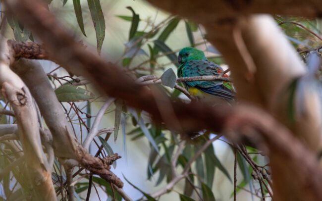 Perruche à croupion rouge (Psephotus haematonotus - Red-rumped Parrot) 2