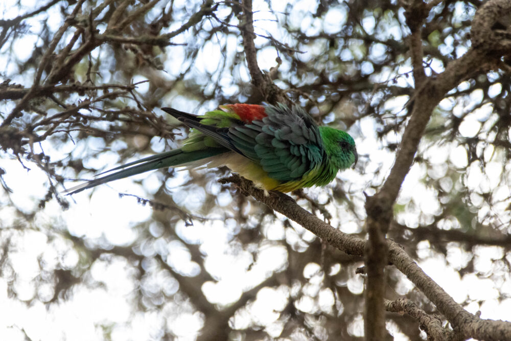 Perruche à croupion rouge (Psephotus haematonotus - Red-rumped Parrot)