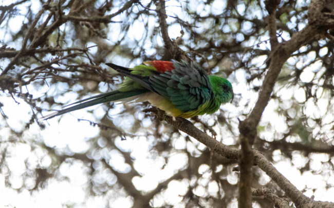 Perruche à croupion rouge (Psephotus haematonotus - Red-rumped Parrot)
