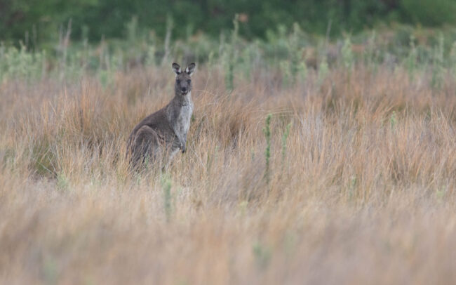 Kangourou géant (Macropus giganteus - Eastern Grey Kangouroo) 8