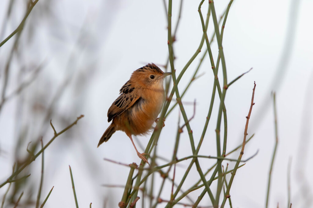 Cisticole à couronne dorée (Cisticola exilis - Golden-headed Cisticola)