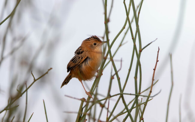Cisticole à couronne dorée (Cisticola exilis - Golden-headed Cisticola)