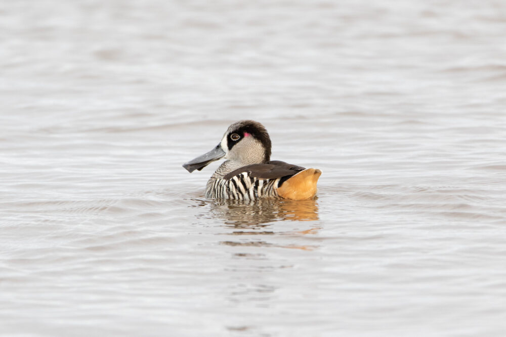 Malacorhynque à oreilles roses (Malacorhynchus membranaceus - Pink-eared Duck)