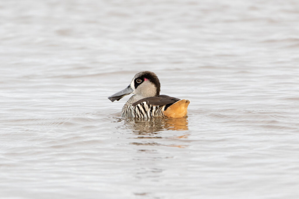 Malacorhynque à oreilles roses (Malacorhynchus membranaceus - Pink-eared Duck)