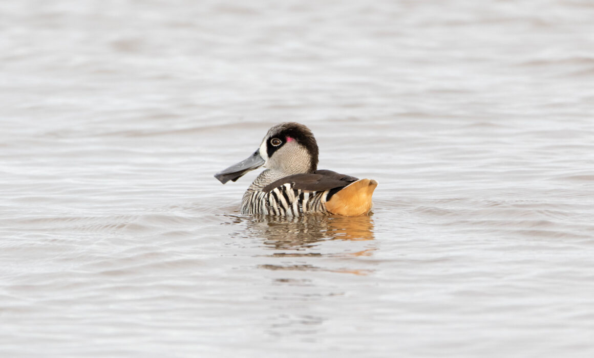 Malacorhynque à oreilles roses (Malacorhynchus membranaceus - Pink-eared Duck)