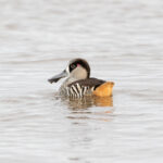 Malacorhynque à oreilles roses (Malacorhynchus membranaceus - Pink-eared Duck)