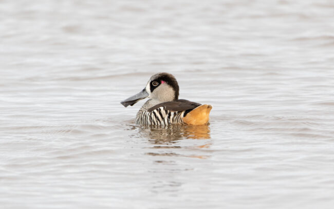 Malacorhynque à oreilles roses (Malacorhynchus membranaceus - Pink-eared Duck)