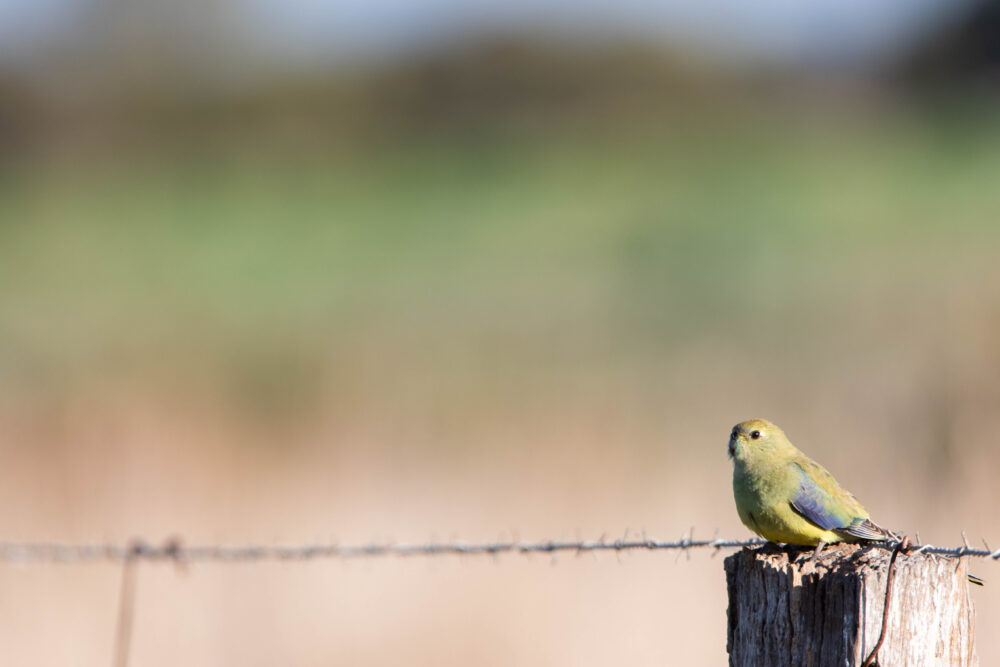 Perruche à bouche d'or (Neophema chrysostoma - Blue-winged Parrot)