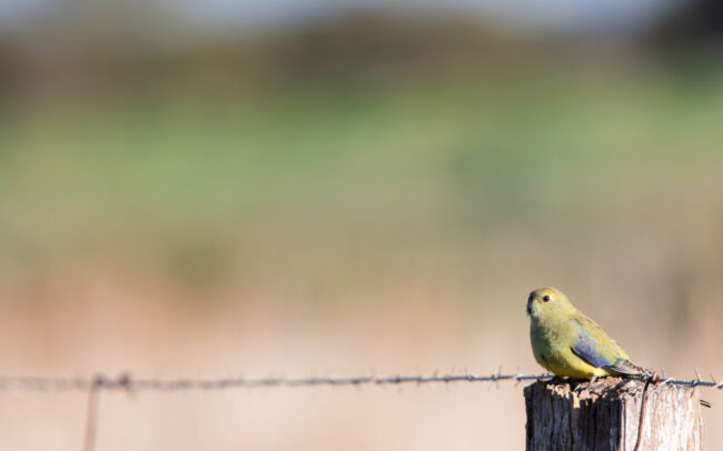 Perruche à bouche d'or (Neophema chrysostoma - Blue-winged Parrot)