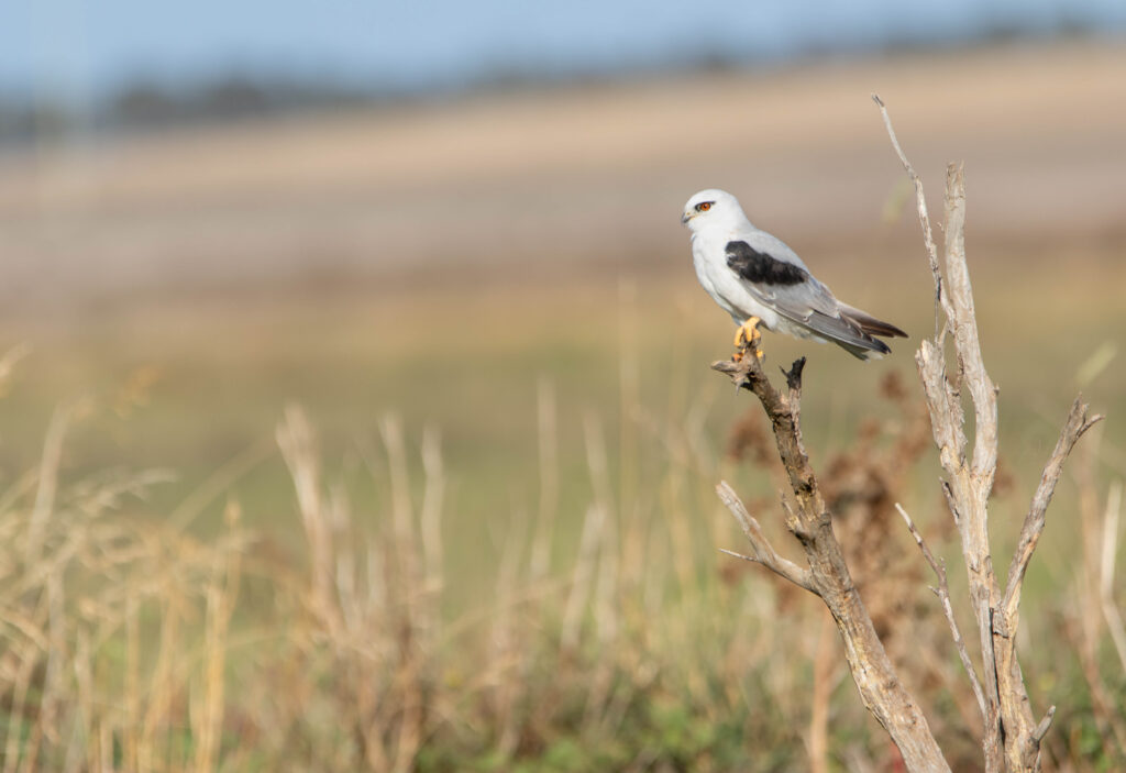 Elanion d'Australie (Elanus axillaris - Black-shouldered Kite)
