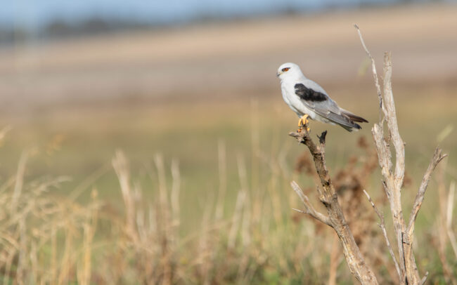 Elanion d'Australie (Elanus axillaris - Black-shouldered Kite)
