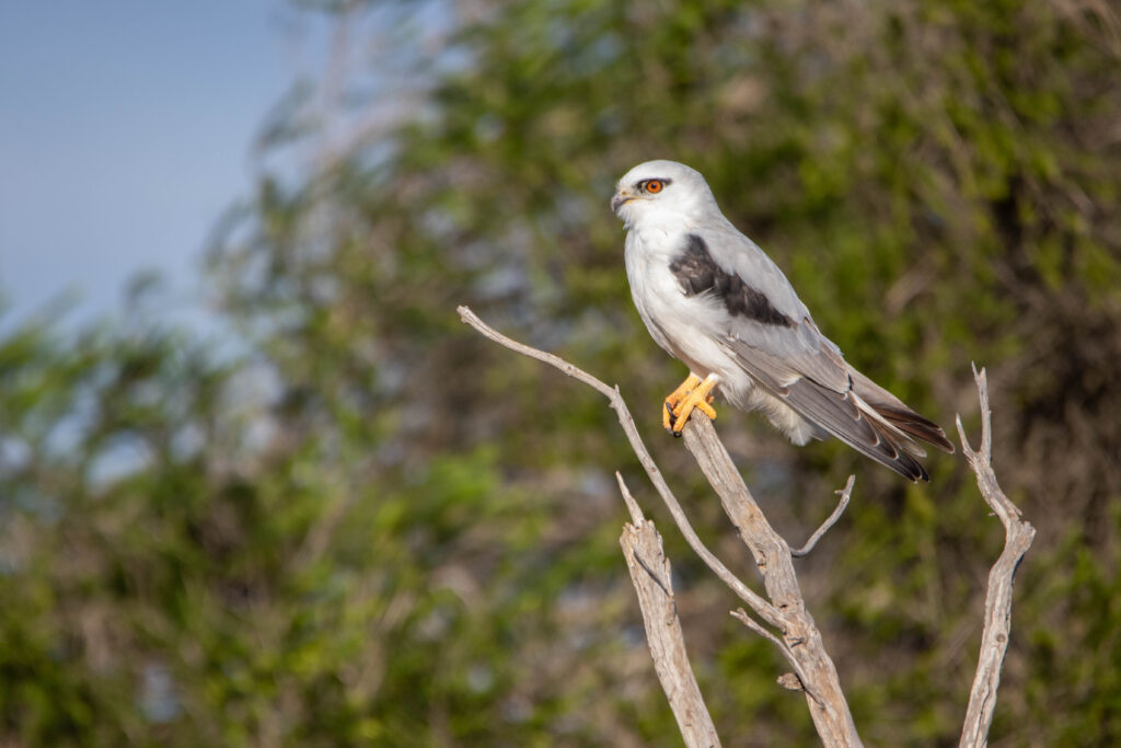 Elanion d'Australie (Elanus axillaris - Black-shouldered Kite) - Western Treatment Plant