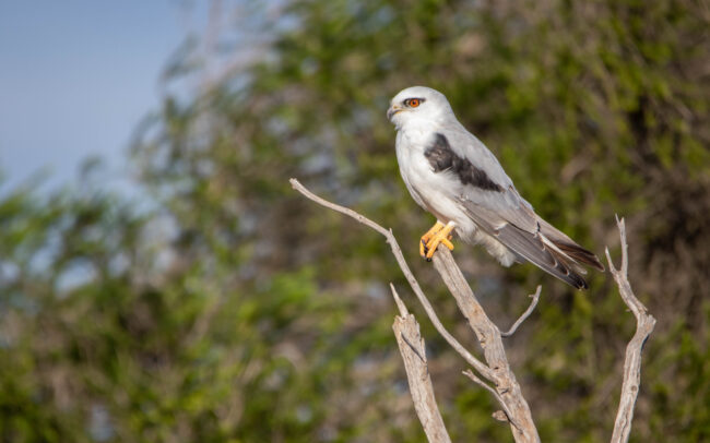 Elanion d'Australie (Elanus axillaris - Black-shouldered Kite) - Western Treatment Plant