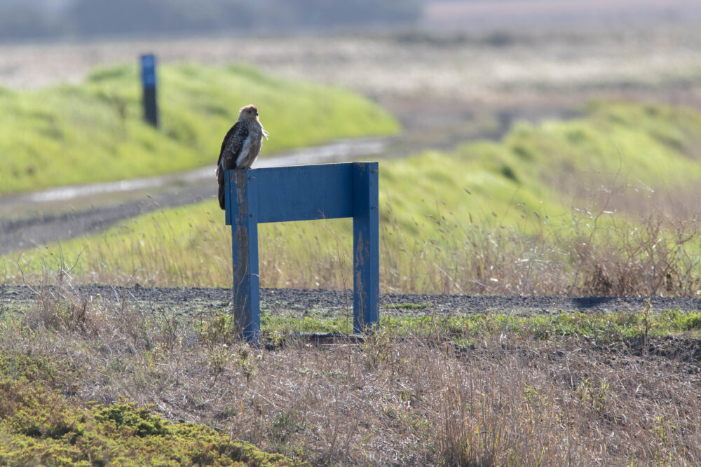 Milan siffleur (Haliastur sphenurus - Whistling Kite)