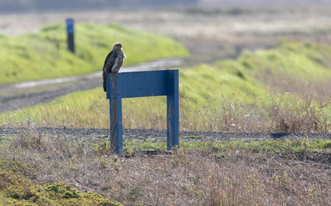 Milan siffleur (Haliastur sphenurus - Whistling Kite)
