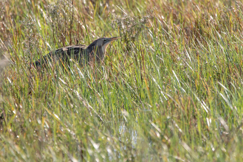 Butor d'Australie (Botaurus poiciloptilus - Australasian Bittern) - Western Treatment Plant