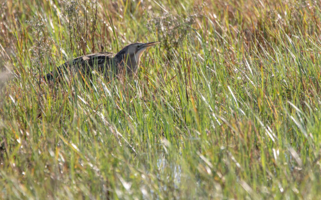 Butor d'Australie (Botaurus poiciloptilus - Australasian Bittern) - Western Treatment Plant