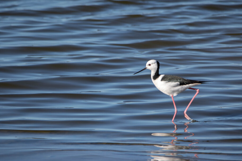 Echasse d'Australie (Himantopus leucocephalus - Pied Stilt)
