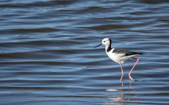 Echasse d'Australie (Himantopus leucocephalus - Pied Stilt)