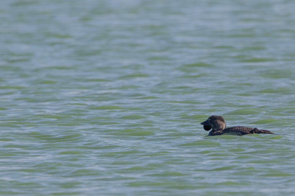 Erismature à barbillons (Biziura lobata - Musk Duck)