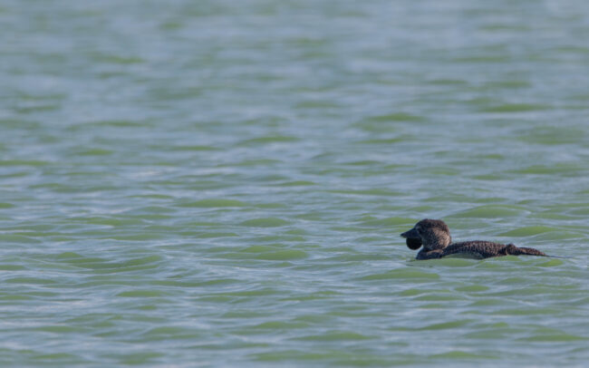 Erismature à barbillons (Biziura lobata - Musk Duck)
