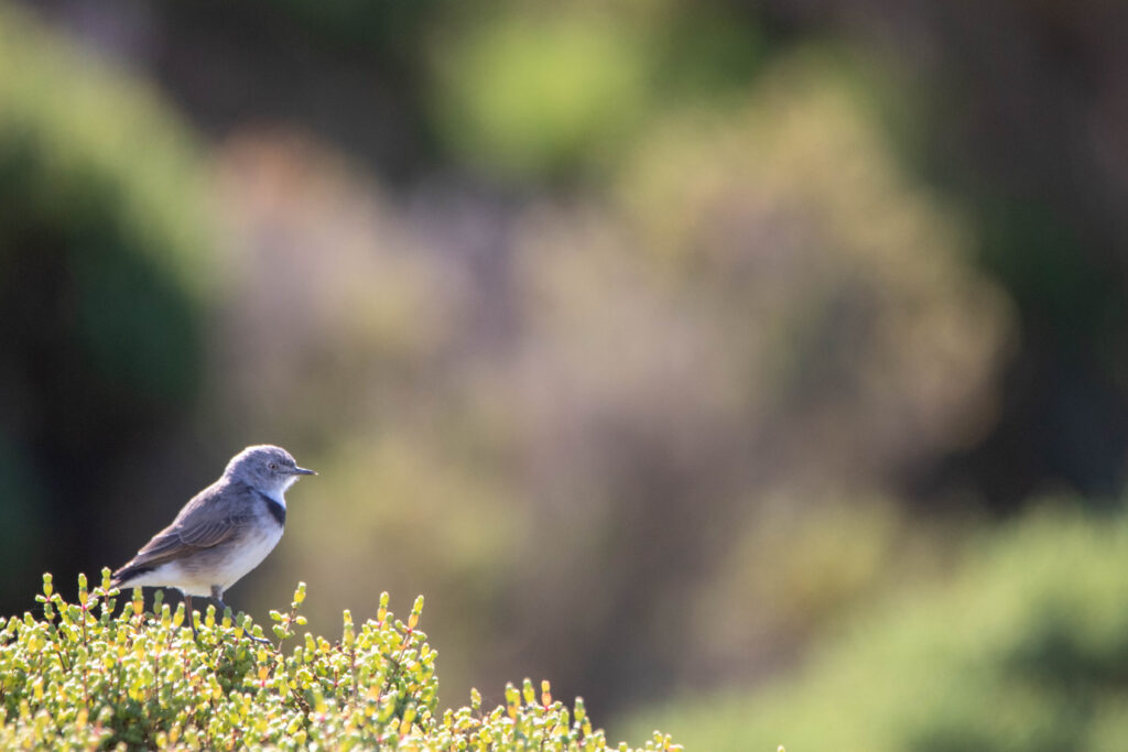 Epthianure à front blanc (Epthianura albifrons - White-fronted Chat) - Western Treatment Plant