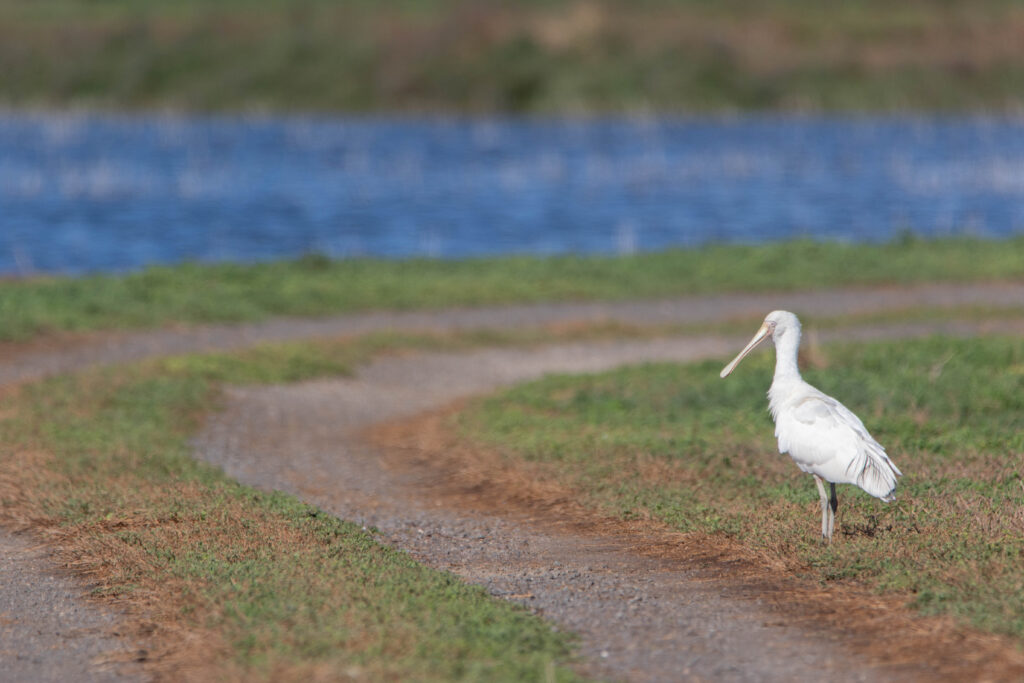 Spatule à bec jaune (Platalea flavipes - Yellow-billed Spoonbill) - Western Treatment Plant