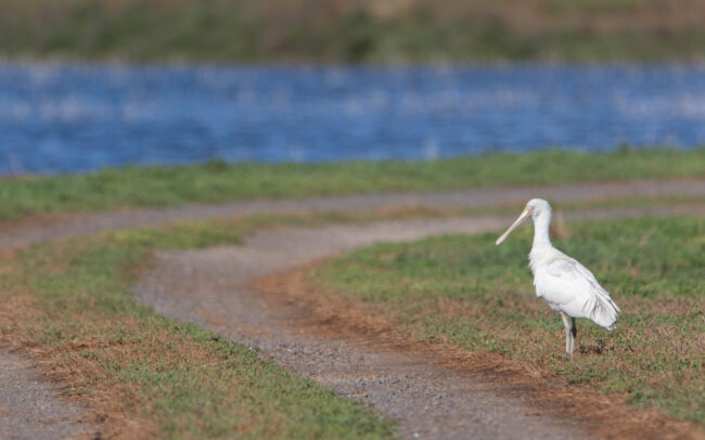 Spatule à bec jaune (Platalea flavipes - Yellow-billed Spoonbill) - Western Treatment Plant