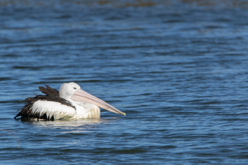 Pélican à lunettes (Pelecanus conspicillatus - Australian Pelican) - Western Treatment Plant