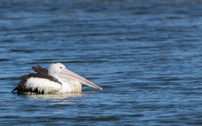 Pélican à lunettes (Pelecanus conspicillatus - Australian Pelican) - Western Treatment Plant