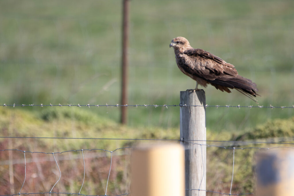 Milan siffleur (Haliastur sphenurus - Whistling Kite) - Western Treatment Plant