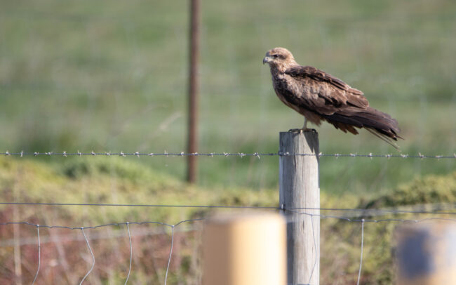 Milan siffleur (Haliastur sphenurus - Whistling Kite) - Western Treatment Plant