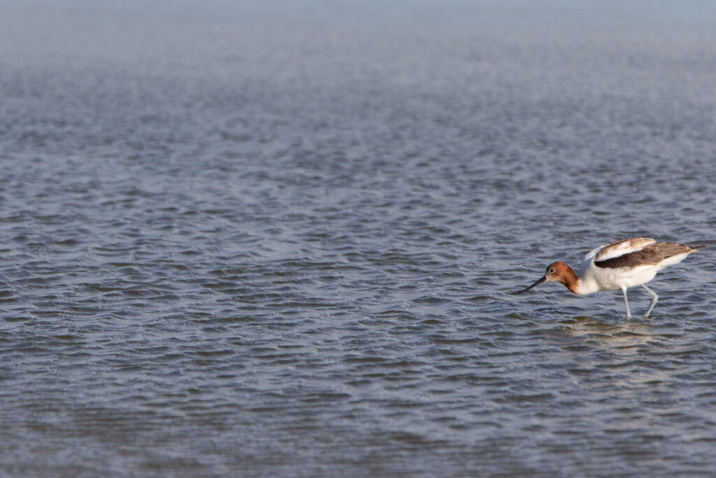 Avocette d'Australie (Recurvirostra novaehollandiae - Red-necked Avocet) - Western Treatment Plant