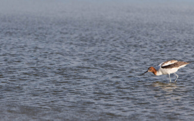 Avocette d'Australie (Recurvirostra novaehollandiae - Red-necked Avocet) - Western Treatment Plant