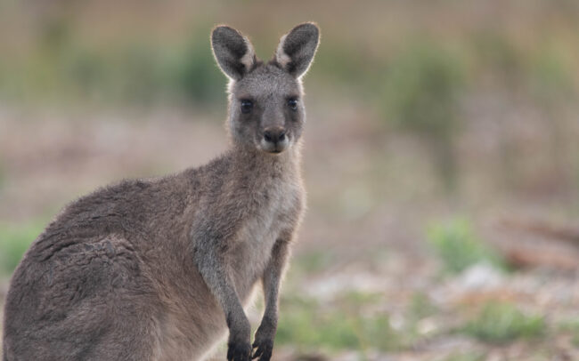Kangourou géant (Macropus giganteus - Eastern Grey Kangouroo) 10