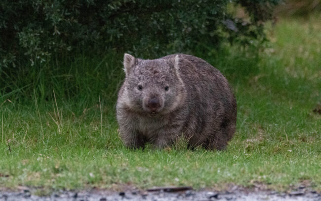 Wombat commun (Vombatus ursinus - Common wombat)
