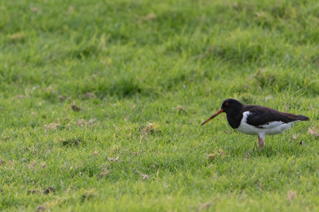 Huîtrier de Finsch (Haematopus finschi - South Island Oystercatcher)