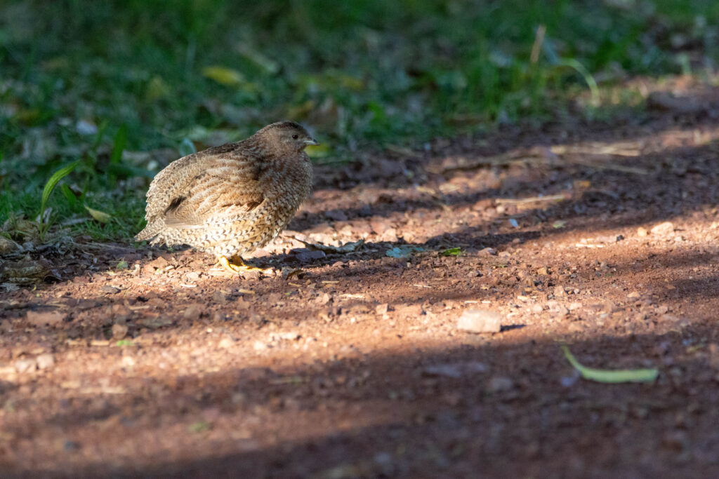 Caille Tasmane (Synoicus ypsilophorus - Brown Quail)