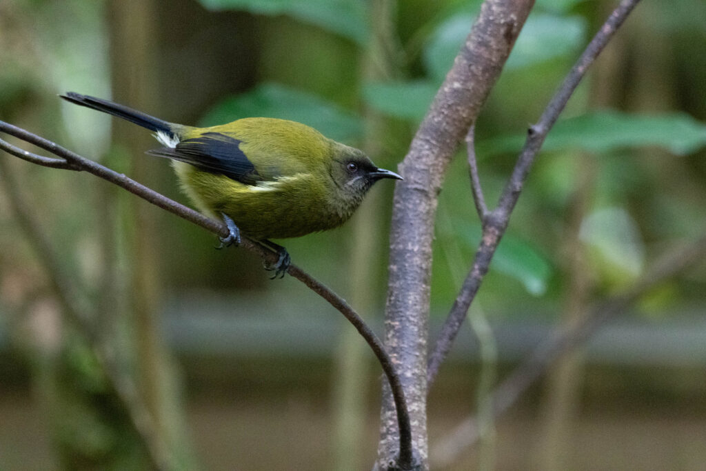 Méliphage carillonneur (Anthornis melanura - New Zealand Bellbird) - Nouvelle Zélande