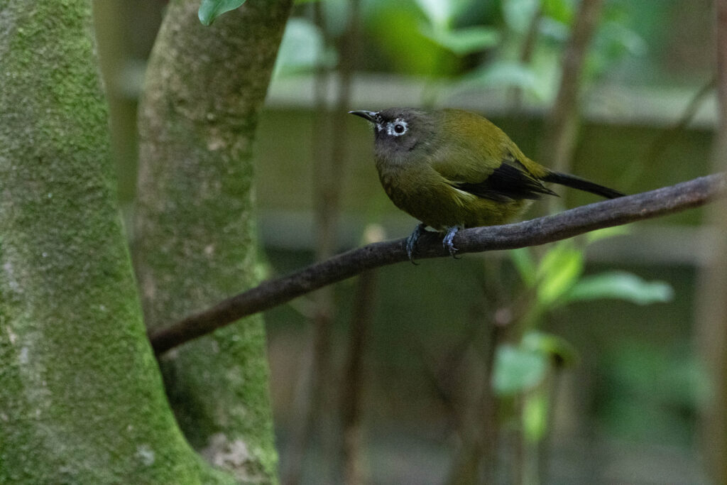 Méliphage carillonneur (Anthornis melanura - New Zealand Bellbird)