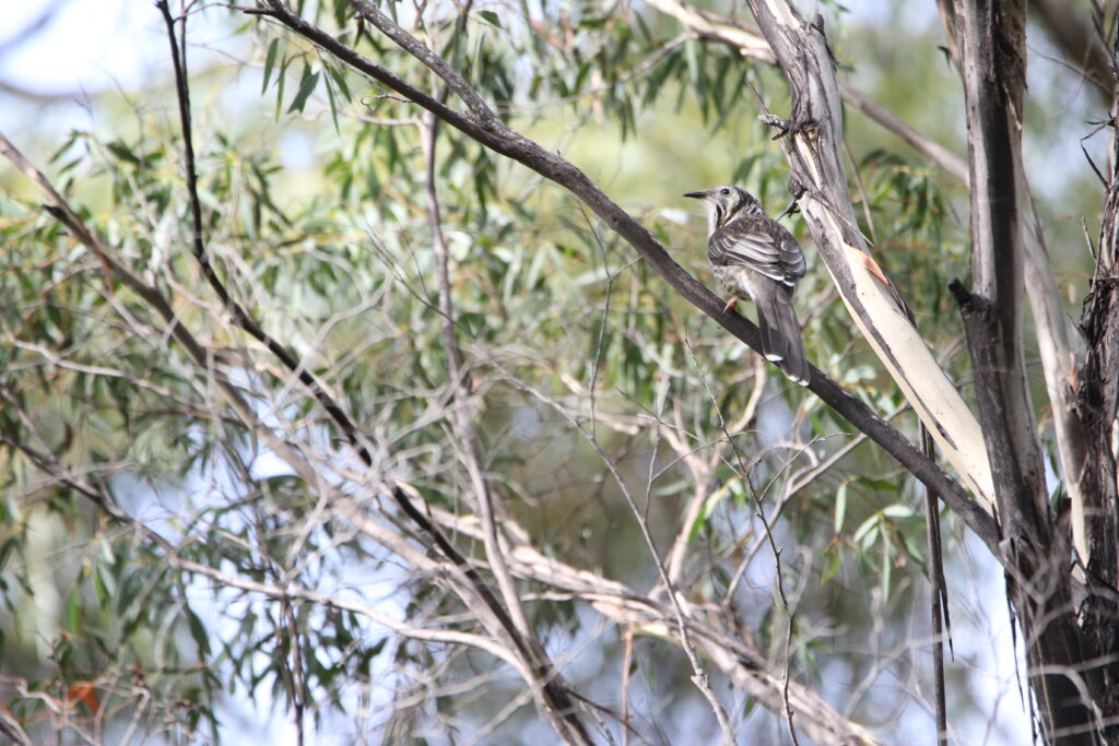 Méliphage à pendeloques (Anthochaera paradoxa - Yellow Wattlebird) - Tasmanie