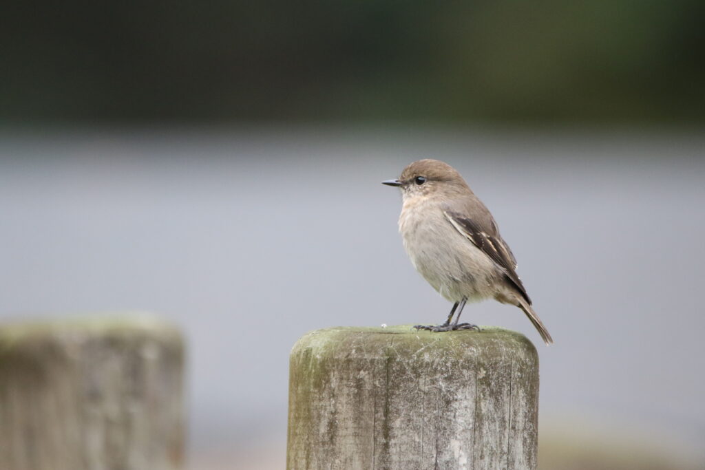 Miro de Tasmanie (Melanodryas vittata - Dusky Robin) - 3