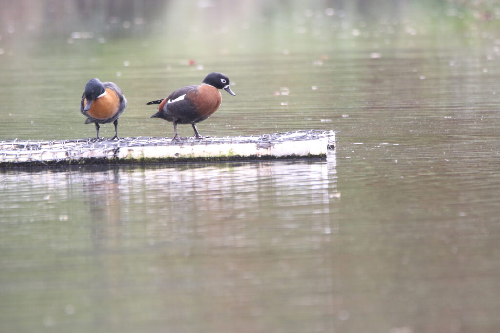 Tadorne d'Australie (Tadorna tadornoides - Australian Shelduck)
