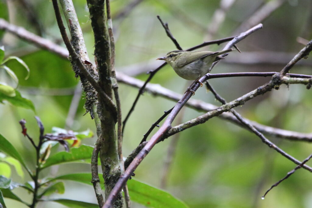 Pouillot à triples bandeaux (Phylloscopus trivirgatus - Mountain Leaf Warbler)